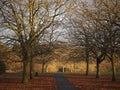 Sefton park - beautiful autumn, leaves fall from trees