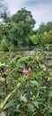 Explore the swamp at Pendopo East Sumatera