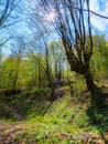 explore wilderness scenery of carpathian forests Royalty Free Stock Photo