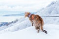 Explorer ginger cat on a leash walking in nature winter.