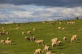 Sheep grazing in magestic green fields in Caledon, Western Cape, South Africa.