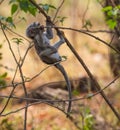 Exploring baby vervet monkey