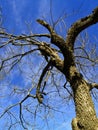 A Black Gum tree waiting for Spring Royalty Free Stock Photo