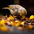 Exploring Bird Feeding Behavior In The Wild With Canon M50