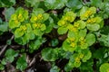 Exploring Chrysosplenium alternifolium alternate-leaved golden-saxifrage in a tranquil moist shady forest environment during Royalty Free Stock Photo