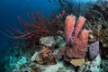 Exploring the coral reefs of Bonaire in the Dutch Caribbean Royalty Free Stock Photo