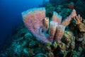 Exploring the coral reefs of Bonaire in the Dutch Caribbean Royalty Free Stock Photo