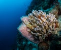 Exploring the coral reefs of Bonaire in the Dutch Caribbean Royalty Free Stock Photo