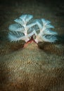 Exploring the coral reefs of Bonaire in the Dutch Caribbean Royalty Free Stock Photo