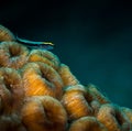 Exploring the coral reefs of Bonaire in the Dutch Caribbean Royalty Free Stock Photo