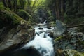 Exploring deep in the forest Royalty Free Stock Photo