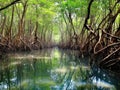 Exploring the Enchanted Mangrove Forest