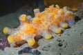 Exploring enigmatic depths unveiling bioluminescent wonders and bizarre creatures of the deep sea