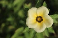 Exploring the Exquisite Beauty of the White Turnera Subulata Flower Royalty Free Stock Photo