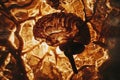 Exploring the fascinating field of neurology understanding the brain and nervous system