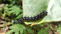 Exploring the Fascinating World of Thorn Caterpillars Royalty Free Stock Photo