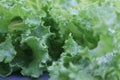 hydroponic lettuce cultivation