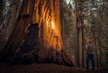 Exploring Giant Sequoia Forest