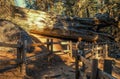 Exploring Giant Sequoia Grove Royalty Free Stock Photo