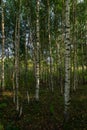 Exploring a birch forest in russia