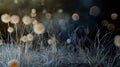 Exploring the Hidden Beauty of Dandelion Clusters in a Blur Background: A Microscopic World Journey