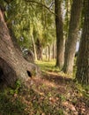 Exploring hiking trails Royalty Free Stock Photo