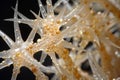 Exploring the intricacies of neurology understanding the brain and nervous system functions