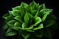 Exploring intricate abstract patterns found in nature s diverse forms and textures