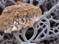 Exploring the Intricate World of Fungal Threads in Close-Up.