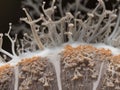 Exploring the Intricate World of Fungal Threads in Close-Up