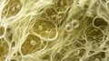 Exploring leucoplasts and their role in synthesizing and storing non-pigmented substances in plant cells