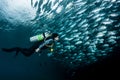 Exploring the marine life in Bali Royalty Free Stock Photo