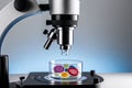 Exploring microscopic organisms with a modern microscope in a laboratory setting