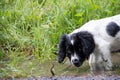 Exploring muddy puddles, a young spaniel puppy taking a look in a muddy puddle.