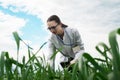 Exploring a reclaimed field, agriculture business concept, Lifestyle farmer inspecting wheat harvest, biologist in a field with