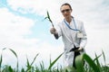 Exploring a reclaimed field, agriculture business concept, Lifestyle farmer inspecting wheat harvest, biologist in a field with