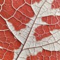 Exploring red and white leaf\'s intricate vein patterns Royalty Free Stock Photo