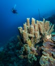 Exploring the reefs on the island of Bonaire in the Dutch Caribbean Royalty Free Stock Photo