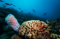 Exploring the reefs on the island of Bonaire in the Dutch Caribbean Royalty Free Stock Photo