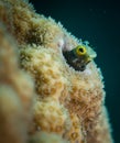 Exploring the reefs on the island of Bonaire in the Dutch Caribbean Royalty Free Stock Photo