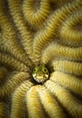 Exploring the reefs on the island of Bonaire in the Dutch Caribbean Royalty Free Stock Photo