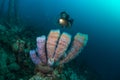 Exploring the reefs on the island of Bonaire in the Dutch Caribbean Royalty Free Stock Photo