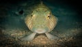 Exploring the reefs of the southern Red Sea, Egypt