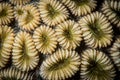 Exploring the reefs of the southern Red Sea, Egypt Royalty Free Stock Photo