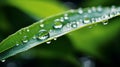 Exploring reflective water droplets on leaf with blurred defocused background, space for text