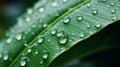 Exploring reflectivity of water droplets on leaf in blurred background with space for text Royalty Free Stock Photo