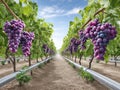 Exploring Smart Agriculture Innovations for Sustainable Grape Farming Using IoT Technology