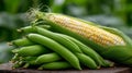 Exploring Sustainable Agriculture Through the Growth of Corn and Beans in Harmony Together Royalty Free Stock Photo