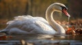 Exploring Swan Feeding Behavior In The Wild With Canon M50
