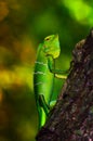 Bright green scaled forest Lizard. Royalty Free Stock Photo